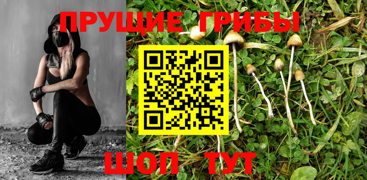 Электрогорск  Галлюциногенные грибы ЛСД  Галлюциногенные грибы GOLDEN TEACHER  Вход с VPN 